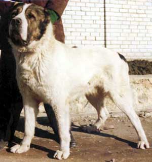 DZONNI | Central Asian Shepherd Dog 