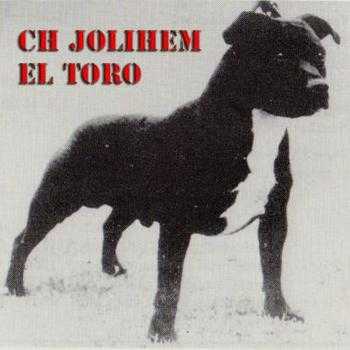 Jolihem El Toro | Staffordshire Bull Terrier 