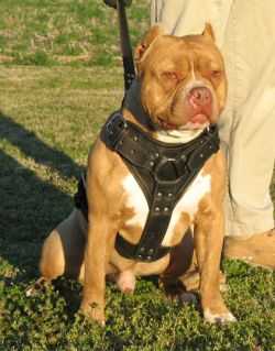 Razoredge Bowwow Gameover Red | American Pit Bull Terrier 
