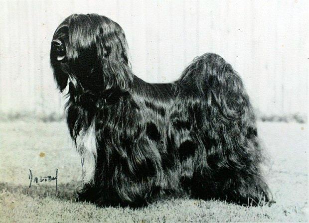 SILGARHI RAINY DAYS | Tibetan Terrier 