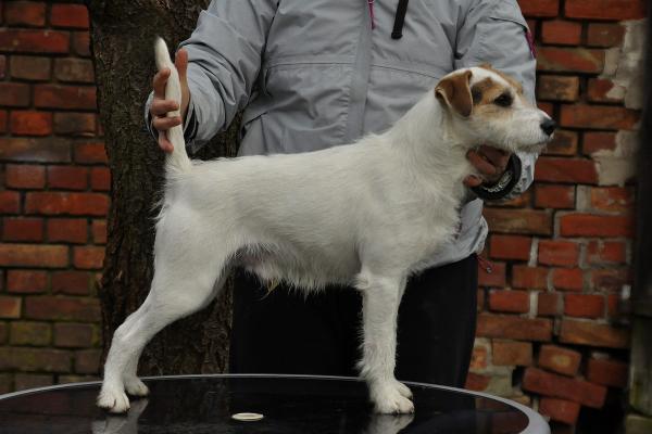 HELLYBOY of Lovealoch | Parson Russell Terrier 