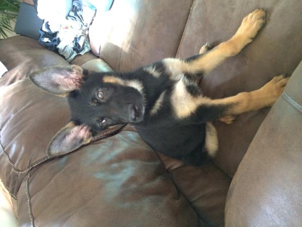 Dexter Montano | German Shepherd Dog 