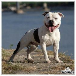 Key To My Heart Eilatan | Staffordshire Bull Terrier 