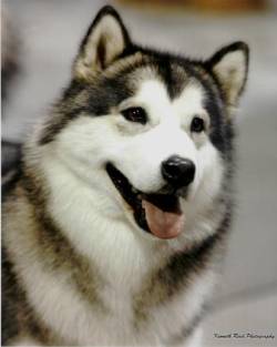 SnoCreek  Malsus Secksie Lecksie | Alaskan Malamute 