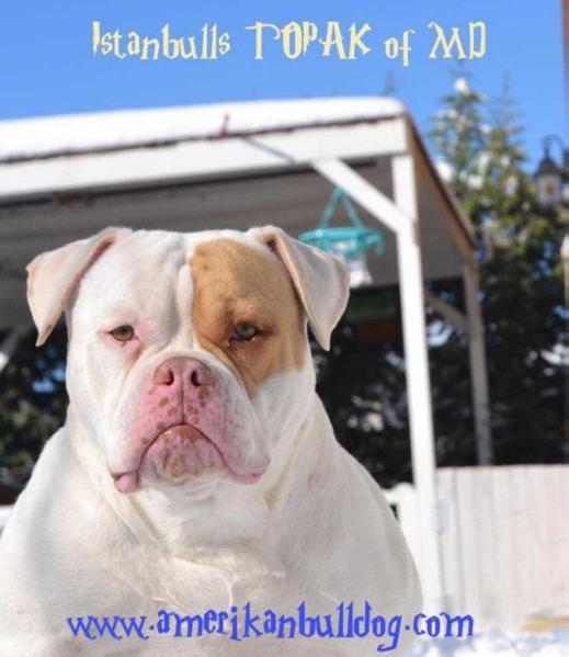 Istanbulls Topak of Maddock | American Bulldog 