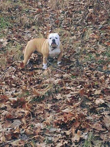 Pacific Blues Diva | Olde English Bulldogge 