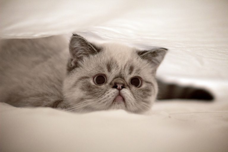 Exotic Shorthair