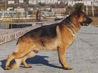 Alana Balt Chento | German Shepherd Dog 