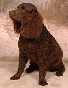 Little Brownies Millie Mae | American Water Spaniel 