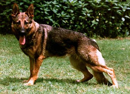 Jiffy von Loyola | German Shepherd Dog 