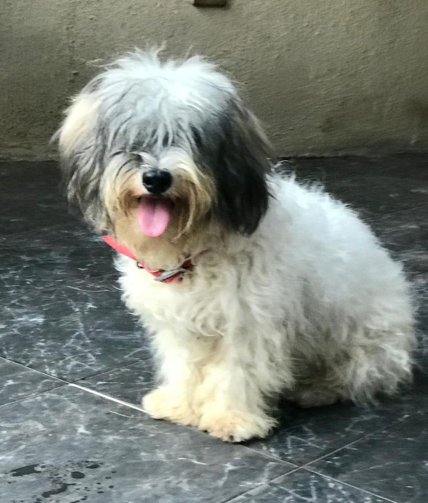 EMMA | Lhasa Apso 