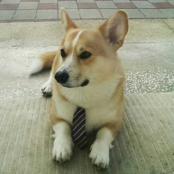 Apus Star Paradise Bird Valhalos Sargas | Pembroke Welsh Corgi 