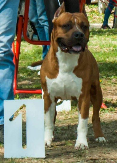 MS Precious Stones YK Big Walkkers Orion | American Staffordshire Terrier 