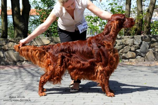 Salford Wizard z Arislandu | Irish Setter 