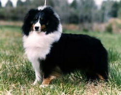 Karashome Enchanted Evening | Shetland Sheepdog 