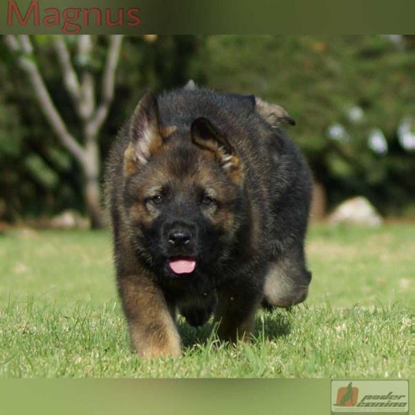 Magnus de Poder Canino (Meyer) | German Shepherd Dog 