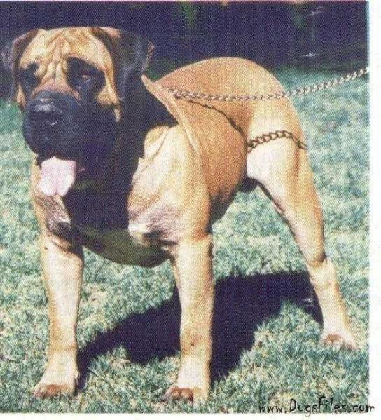 Ysterberg's Gogga | African Boerboel 