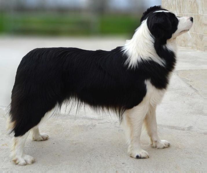 Uba de Los Trastolillos | Border Collie 