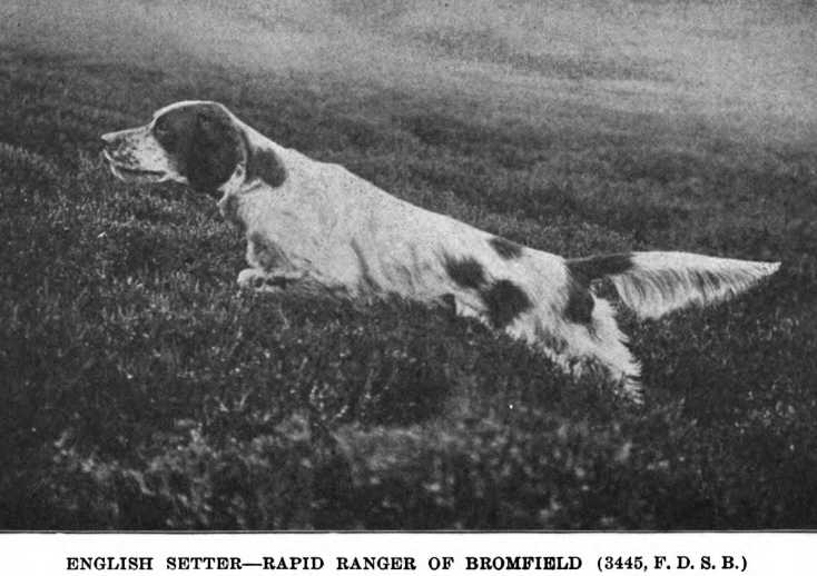 Rapid Ranger of Bromfield | English Setter 