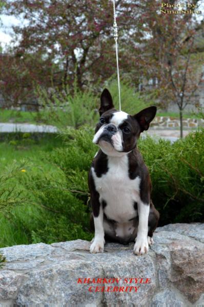 Kharkov Style Celebrity | Boston Terrier 