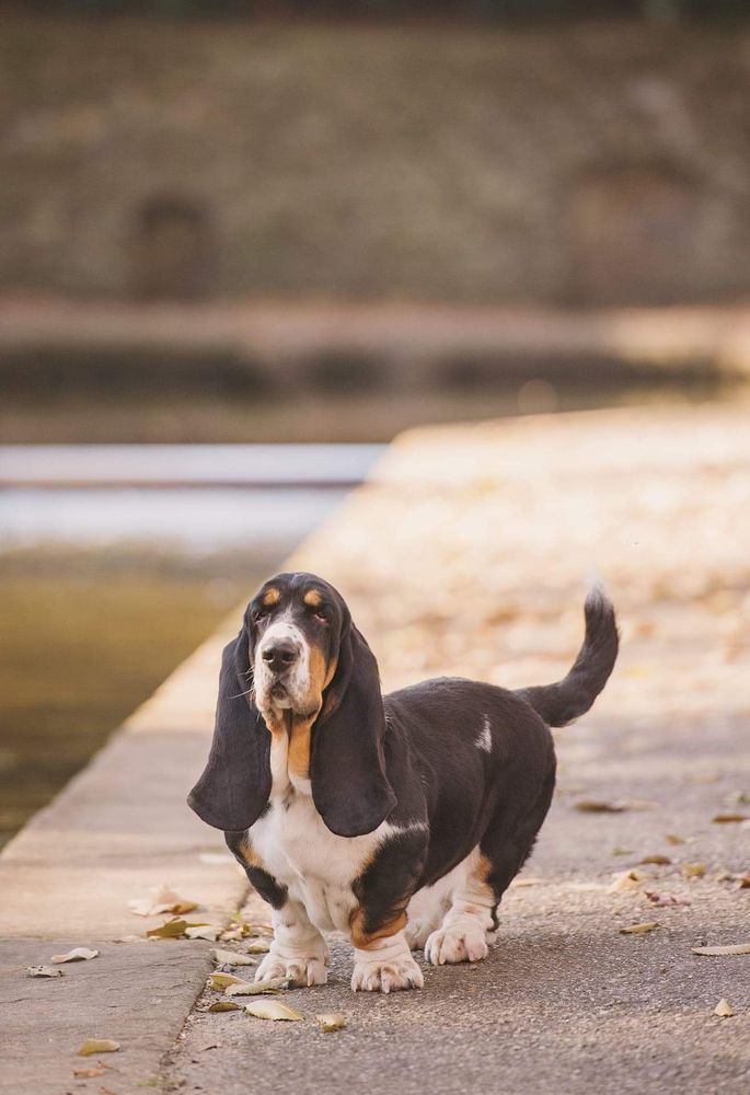 Unika Lady Barnett's | Basset Hound 