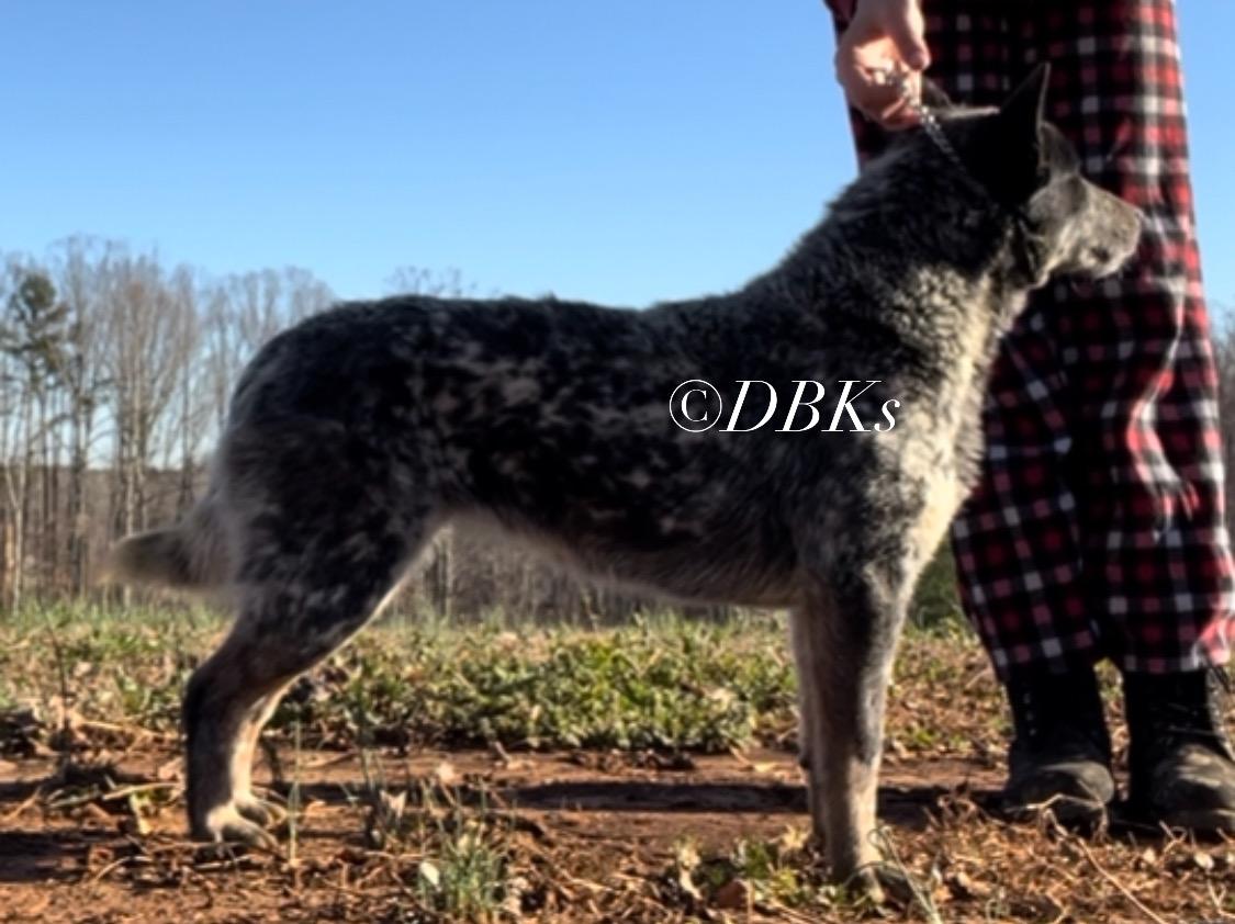 DBK’S ATHENA | Australian Cattle Dog 