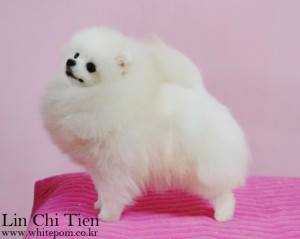 Dietz Of Bo Zhong | Pomeranian 