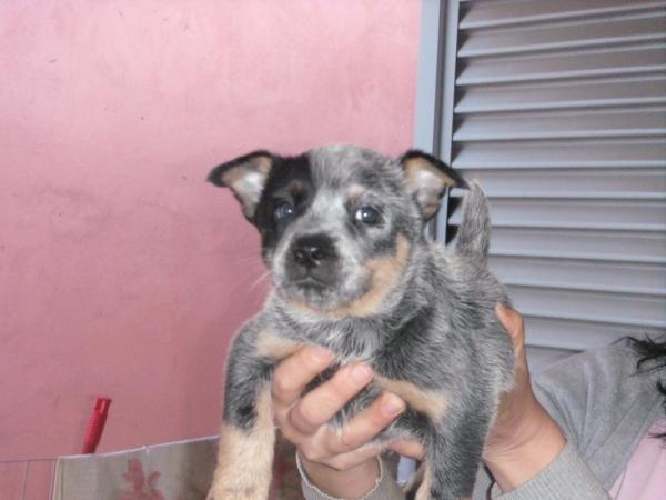 Aika do NVBK HEELER SELIVON | Australian Cattle Dog 