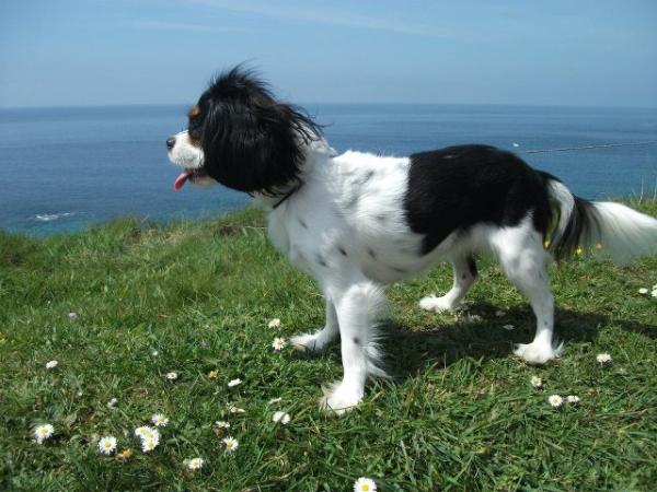 Héméra de la Forêt de Caberg | Cavalier King Charles Spaniel 