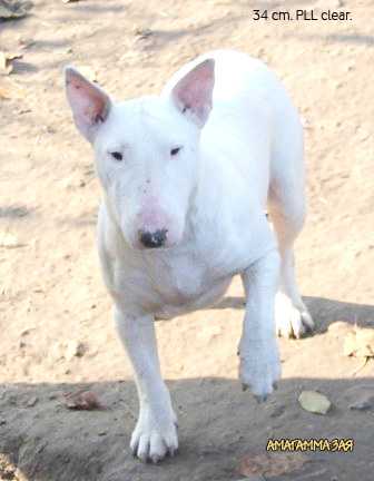 AMAGAMMA ZAYA | Miniature Bull Terrier 