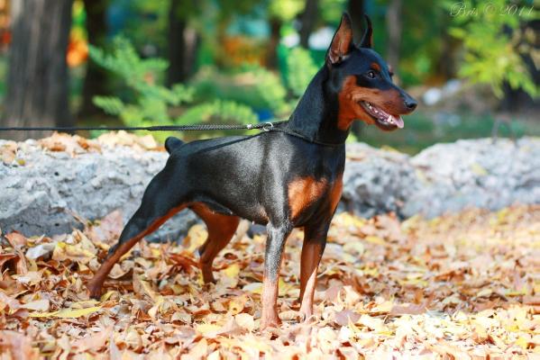 Malenkiy Kapitan Trinity | Miniature Pinscher 