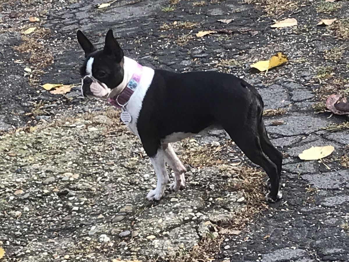 Charm of so Perfect Style by Absolutely Cosmopolitan | Boston Terrier 