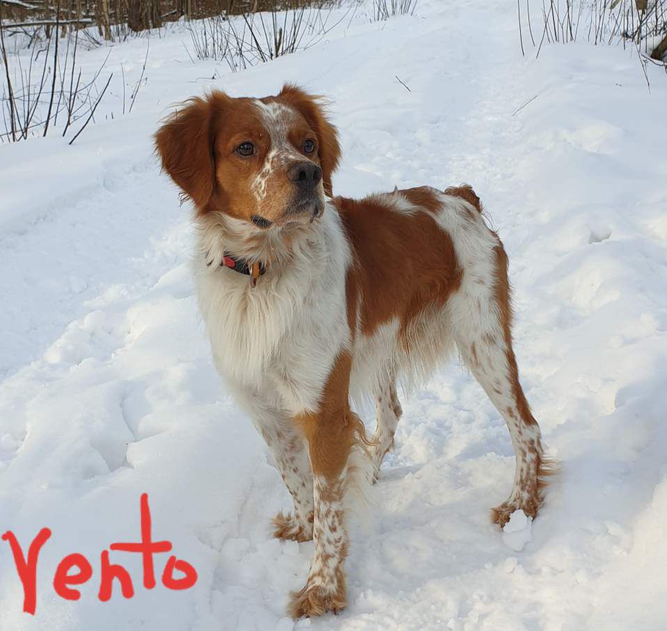 VENTO (2017) | Brittany 