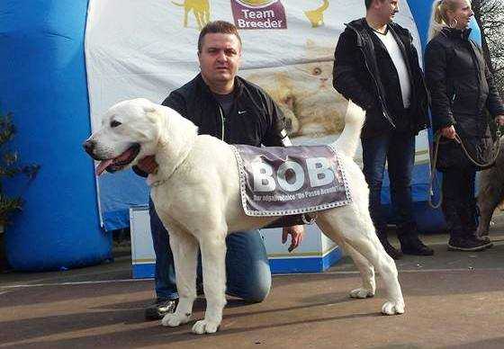 NULIFER | Central Asian Shepherd Dog 