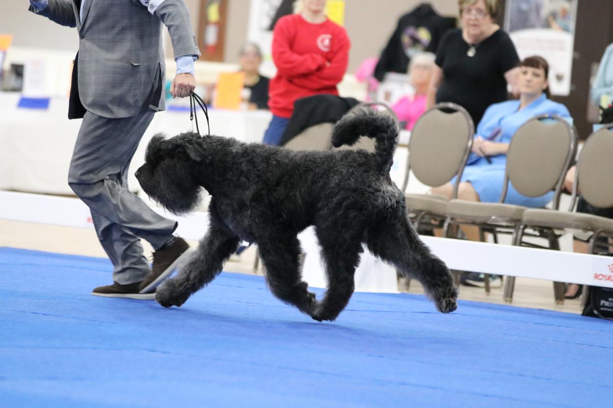 Gandalf Eliss North Carpaty (aka Vanya) | Bouvier des Flandres 