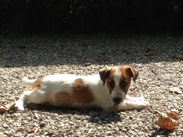 Hollywood di Villa Bosi | Jack Russell Terrier 