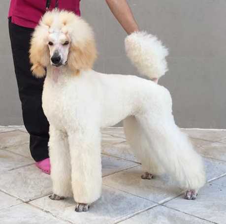 Vespertine Luce La Oscuridad | Poodle 
