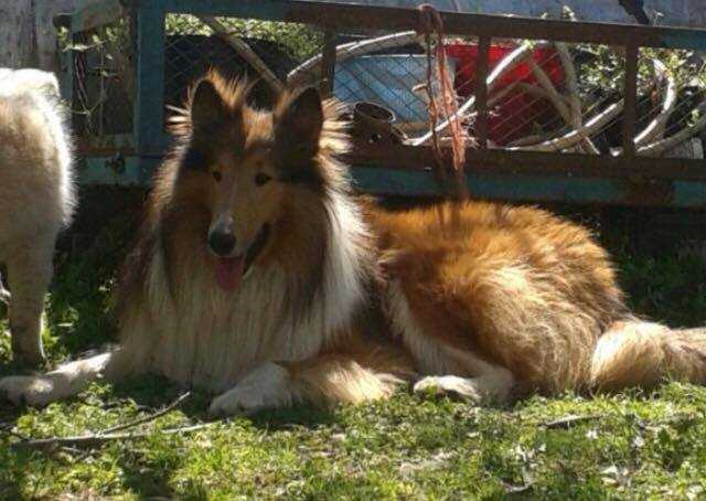 Lost Acres Prince Charlemagne Tru-Vu | Rough Collie 