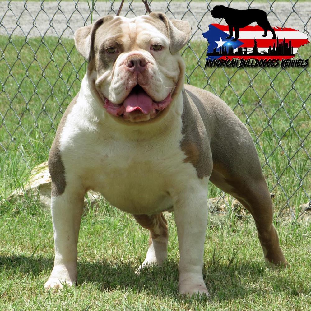 Nuyorican Bulldogges Kader | Olde English Bulldogge 