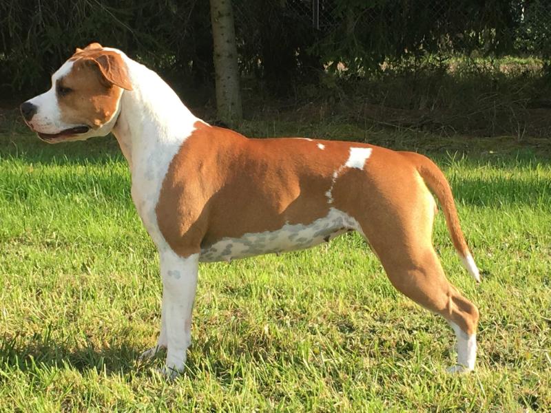 MASHA Podlaska Wataha | American Staffordshire Terrier 