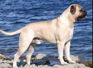 Bulhaven's Maestro D'Amore | Bullmastiff 