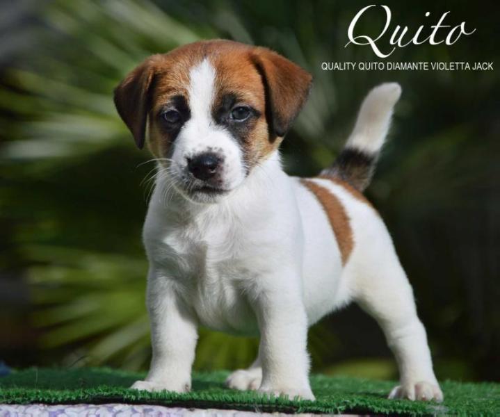 QUALITY QUITO DIAMANTE VIOLETTA JACK | Jack Russell Terrier 