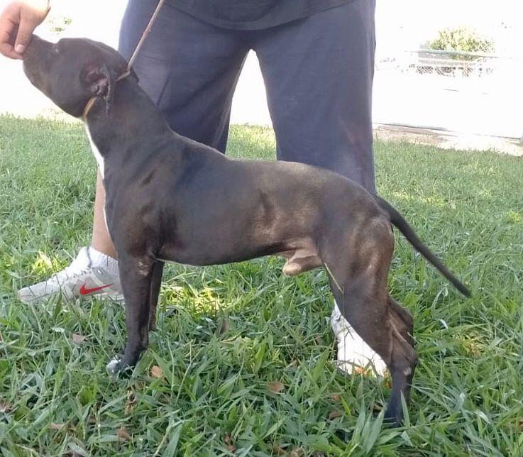 Kimbo Dumont Amstaff | American Staffordshire Terrier 