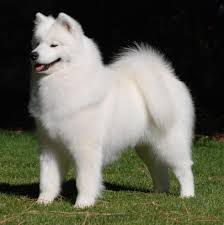 Polar Mist It’s My Party | Samoyed 