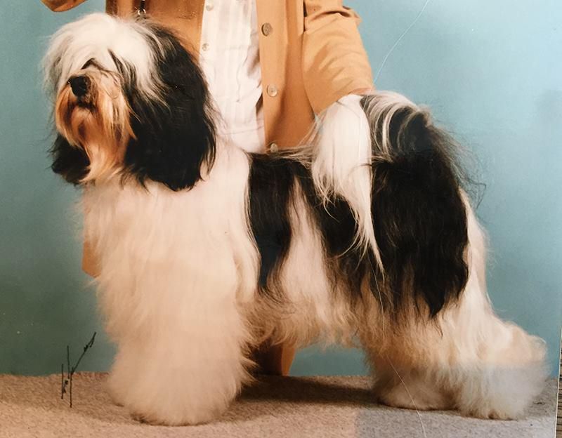 TSERING GECHUNG DAWA | Tibetan Terrier 