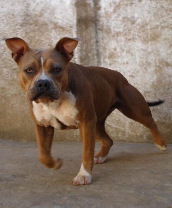 Fantasy New Kratfeld | American Staffordshire Terrier 