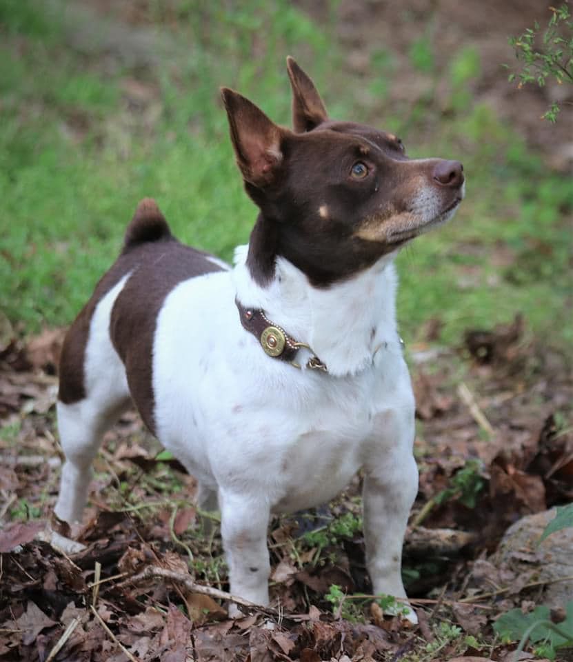 Barnett's Lil Daredvl @TMT NBT | Teddy Roosevelt Terrier 