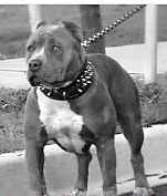 Lucky Blue Peaches | American Pit Bull Terrier 