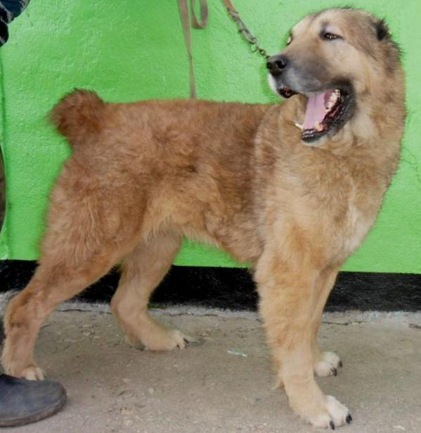 Leyla Yoltay SevGul | Central Asian Shepherd Dog 