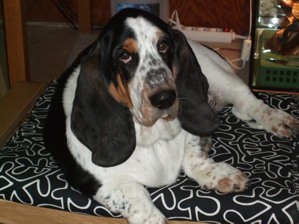 EMA  GLOOMY CLOWN | Basset Hound 